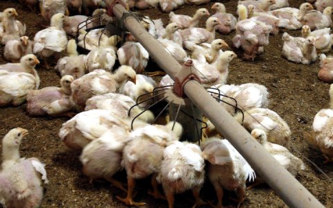 Explotació avícola de Ponent, en una imatge d'arxiu (Foto: Roger Segura/ACN)