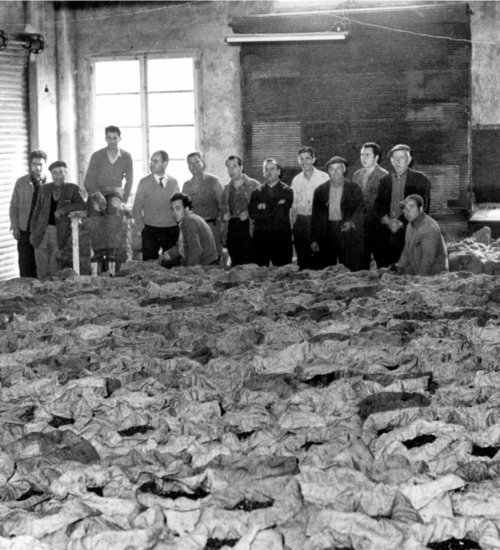 Sacs de collita d’olives a Cervià de les Garrigues als anys cinquanta. Foto: Cooperativa de Cervià